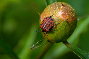 Beautiful bright insects close-up. Macro photography.