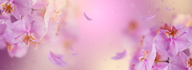 Purple orchid flowers with flying petal on a pink gradient background. Beautiful wallpaper