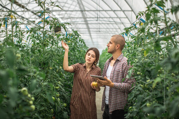 Young scientists working on a tomato greenhouse farm. Compare the data in the tablet. Work on an...