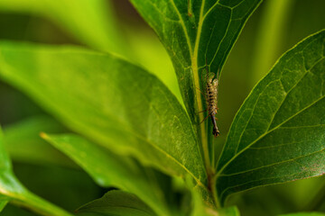 Beautiful bright insects close-up. Macro photography.