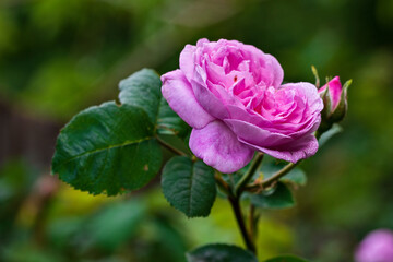 Beautiful fresh tea rose flowers. Macro photography. Postcard.