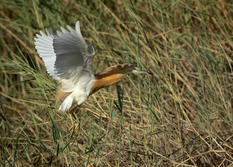 Squacco Heron takeoff at Buhair lake, Bahrain