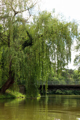 Trauerweide bei Br&uuml;cke