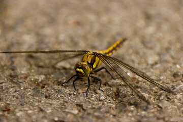 Makro einer Libelle
