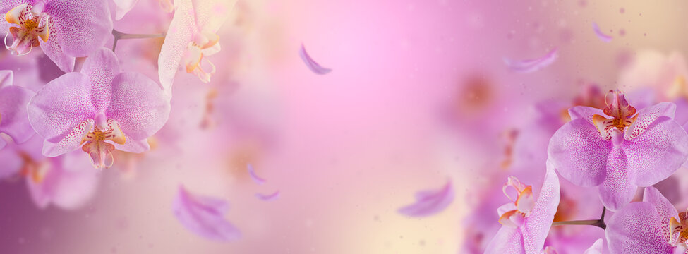 Fototapeta Purple orchid flowers with flying petal on a pink gradient background. Beautiful wallpaper