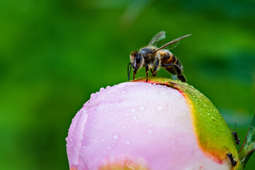Beautiful bright insects close-up. Macro photography.