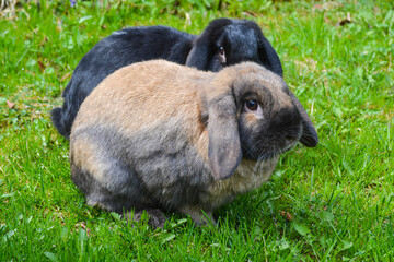 rabbits on a walk