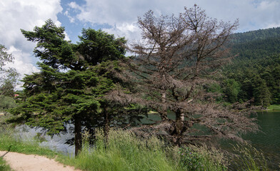 Obraz premium pine trees in the forest