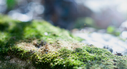green moss with a ray of light