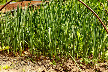 Obraz premium Garden bed with onions, gardening and farming concept. Onions growing in garden in rows in open ground in farm. Farm homestead with agricultural landings. Plants of vegetables, closeup view.
