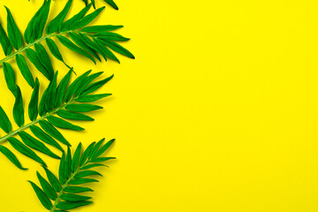 Fototapeta na wymiar Flower composition. Green leaves on a bright yellow background. The concept of summer, minimalism. Frame, greeting card, envelope, banner Flat lay, top view, copy space. 