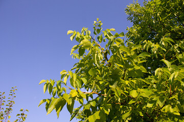 yellow leaves on blue sky