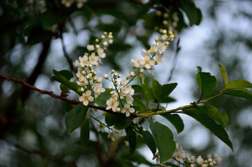 spring tree branch blossoming