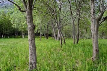 Fototapeta premium maintained forest and field patch in summer