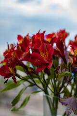 Bouquet of flowers. Close up on Alstroemeria flower, peruvian lily blooming in deep red during spring time