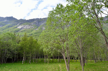 trees on green pasture