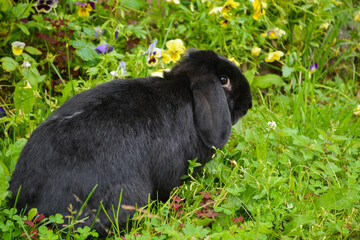 bunny 