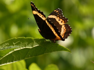 Obraz na płótnie Canvas Garden inspector (Precis archesia subspecies pelasgis) - brown butterfly with orange markings resting on green leaf, Zimbabwe