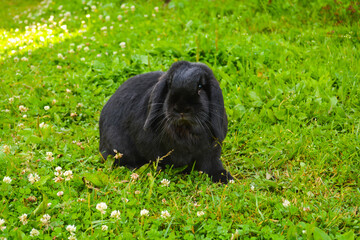 bunny 