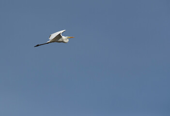 Great Egret flying at Buhair lake, Bahrain