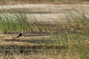 Obraz na płótnie Canvas Black-winged Stilt in its habitat at Buhair lake, Bahrain