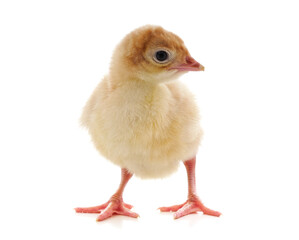 Small yellow chicken.