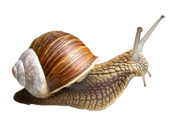 Helix large garden snail isolated on white background.