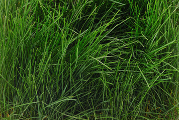 Bush of green grass.