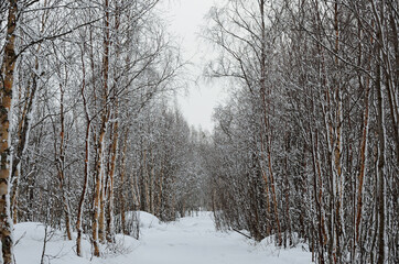 Beautiful snow covered birch forest with a forest trail going through the middle