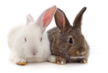 Two beautiful rabbits.