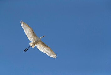 Great Egret flying high at Buhair lake, Bahrain