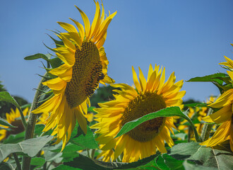Wbrew pozorom nazwa słonecznika nie nawiązuje wcale do faktu, że jego kwiat przypomina słońce otoczone promieniami.  - obrazy, fototapety, plakaty