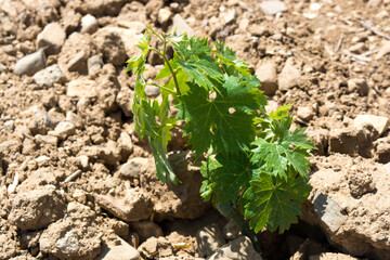Grape seedlings