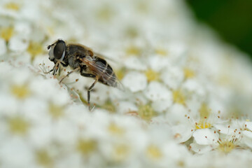Insect on a white flowers in macro. Sringtime. Poland.