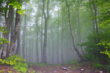 Obraz premium forest of beech trees in the mist of the fairy fog