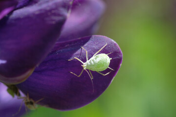 Green aphid on a purple leaf on the flower on the green background. Springtime. Gardening. Poland.