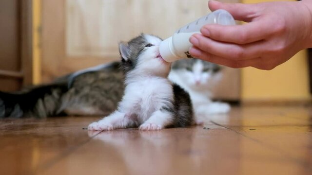 Woman feeding young cat with bottle of milk