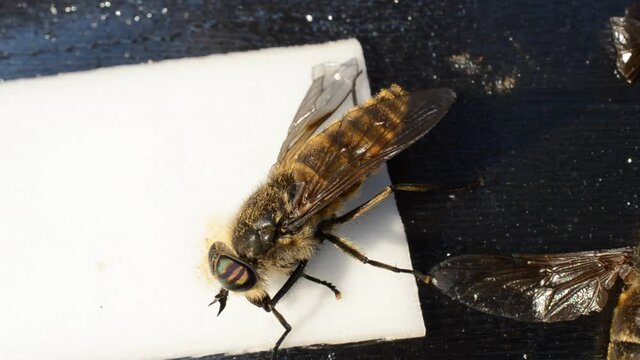 gadfly stuck on fly paper 