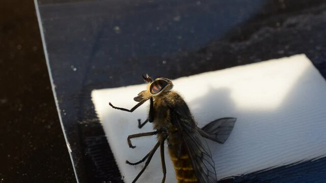gadfly stuck on fly paper 