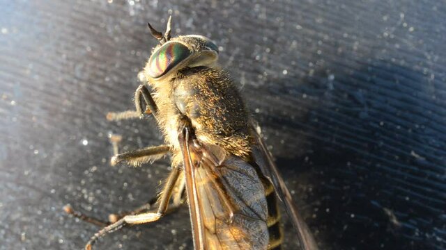 gadfly stuck on fly paper 