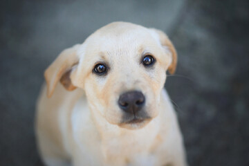 Labrador retriever puppy