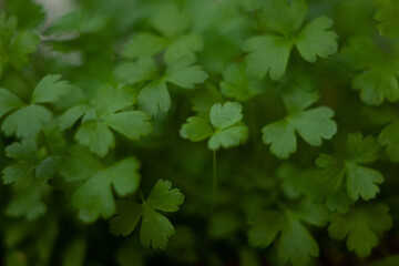 green leaves background