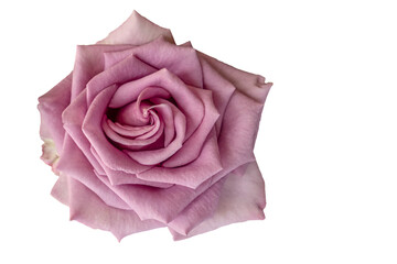 beautiful pink rose flower isolated on white