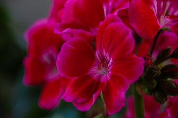 pink and yellow flower