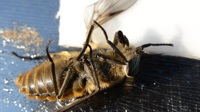 gadfly stuck on fly paper 