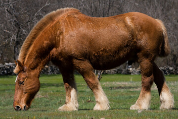 Horizontal shot of a chestnut Percheron horse grazing in spring meadow.