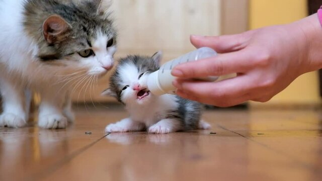 Woman feeding young cat with bottle of milk