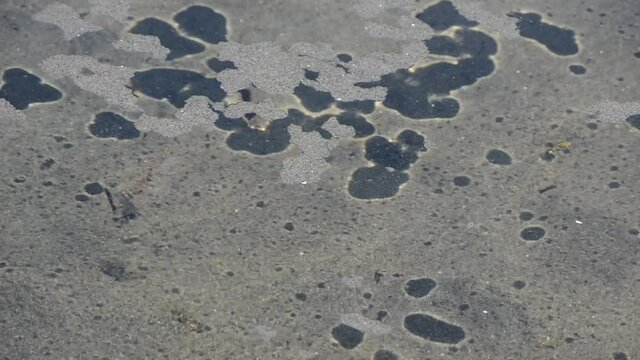 sand floting on sea surface in summer