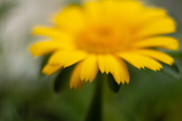 yellow flower in spring