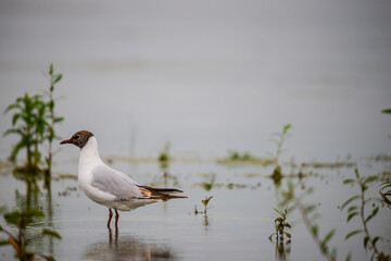Danube Delta view